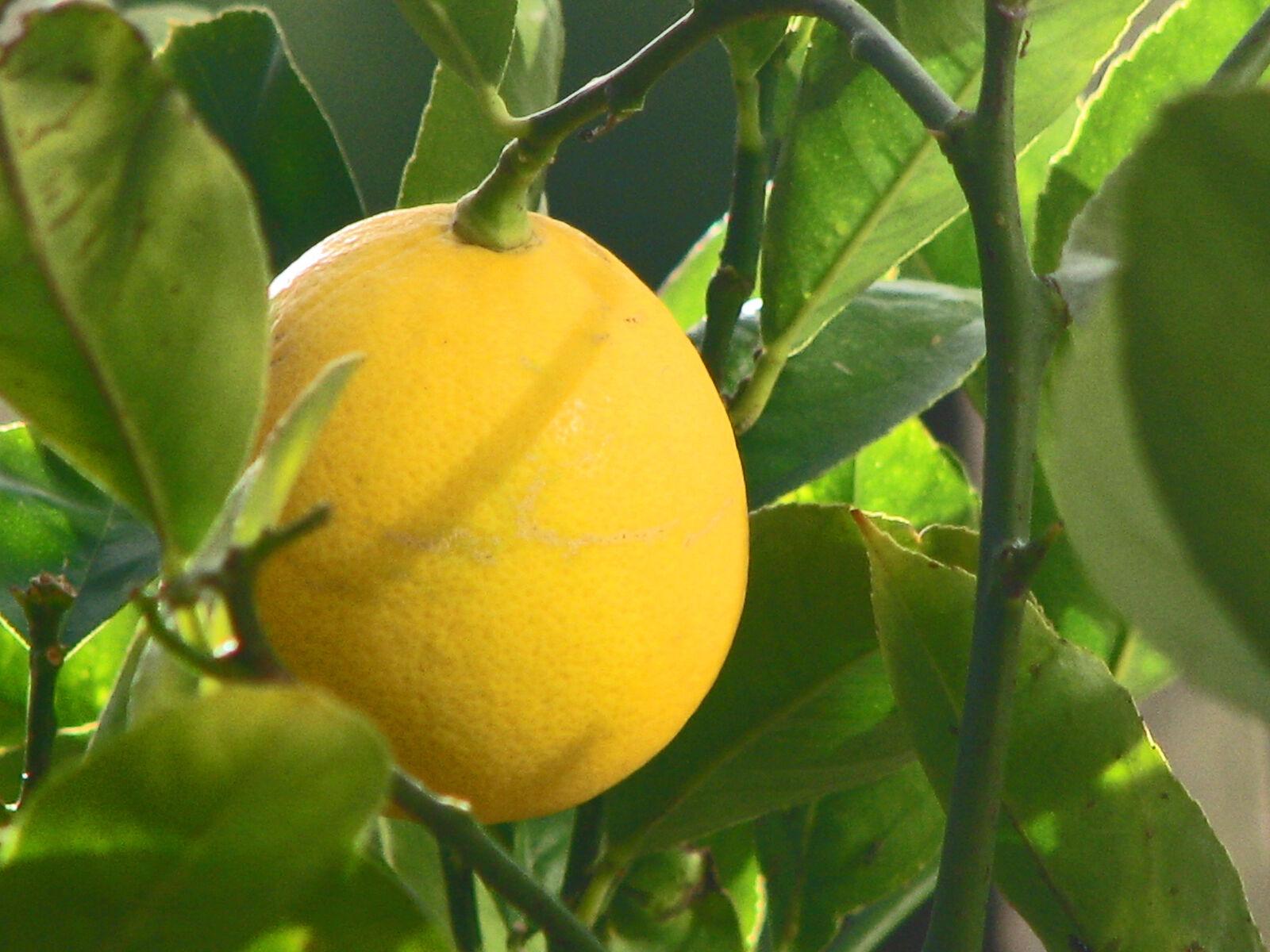 Dwarf Improved Meyer Lemon Tree - 26-30" Tall Live Fruit Plant - Gallon Pot - Indoor/Patio Plant - Grafted - Citrus × meyeri - The Nursery Center