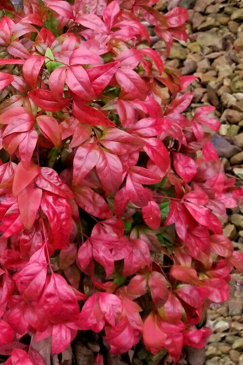 5 Dwarf Nandina Firepower Shrubs - Heavenly Bamboo Bushes - 4-10" Tall Live Plants - 2" Pots - The Nursery Center