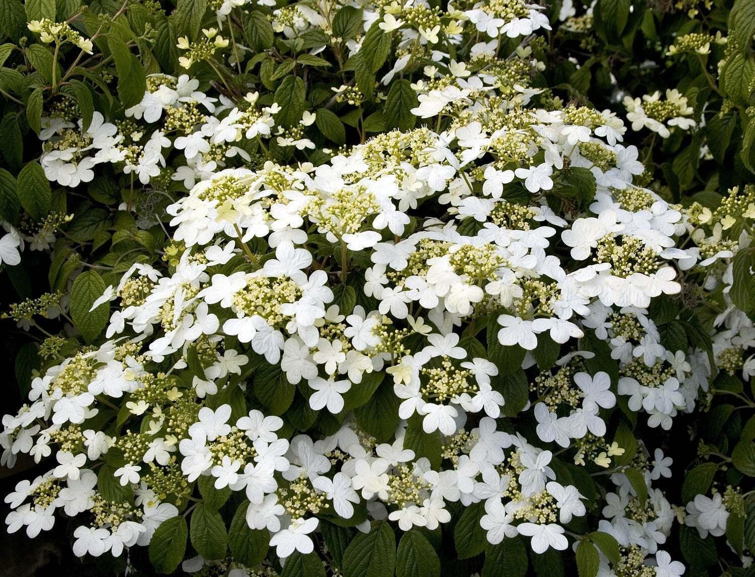 2 Alleghany Viburnum Shrubs/Bushes - Live Potted Plants - 6-12