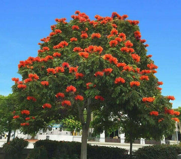 African Tulip Tree - 1 Foot Tall Live Plant - 12