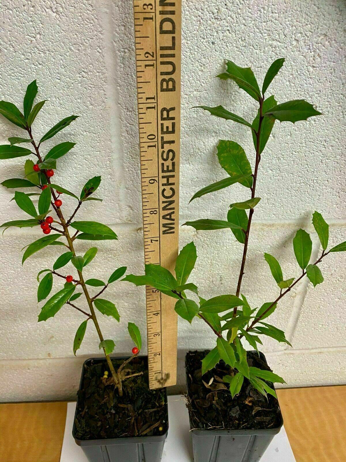 2 Foster Holly Tree/Shrubs - Live Plants - 6-12" Tall Seedlings - Quart Pots - The Nursery Center