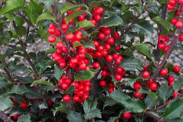 China Girl Holly Shrub - Live Potted Plant - 6-12" Tall Seedling - 2.5" Pot - The Nursery Center