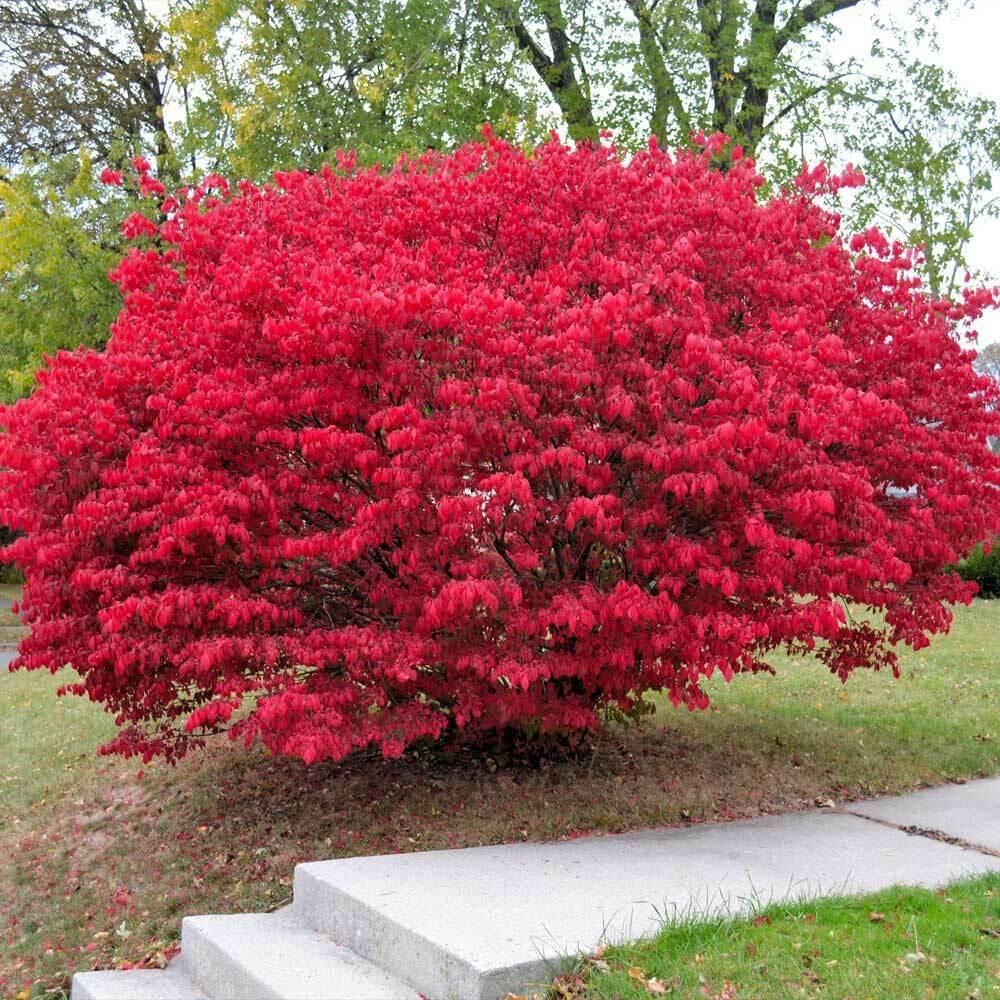 Burning Bush - Live Plant/Shrub - 2-4" Tall Seedling, 2x3" Pot - Euonymus alatus - The Nursery Center