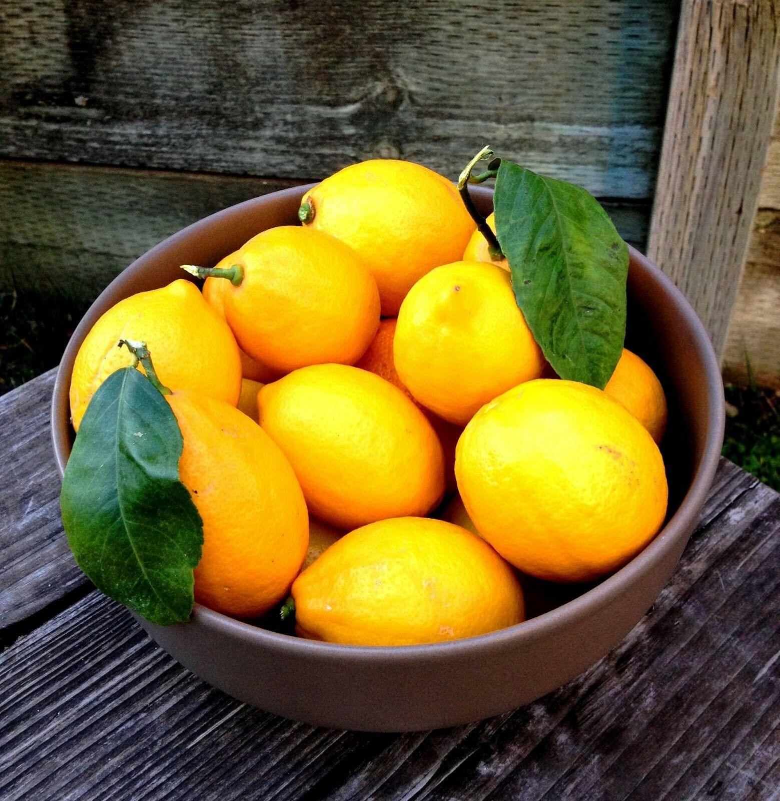 Improved Meyer Lemon Bush/Tree - Live Plant - 12-15" Tall - 5" Pot - Citrus x meyeri - The Nursery Center