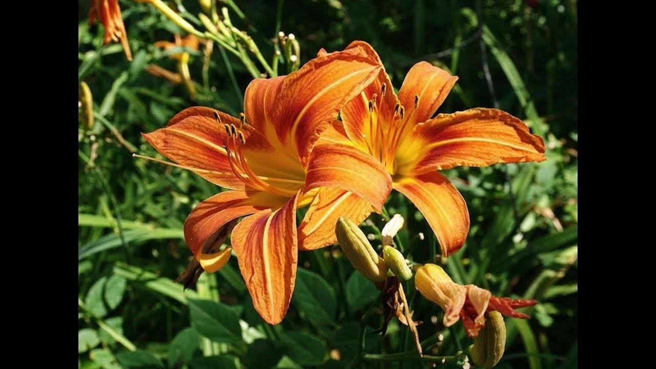 10 Wild Orange Daylily Fans / Root Systems - Ditch Lily - Hemerocallis fulva - The Nursery Center