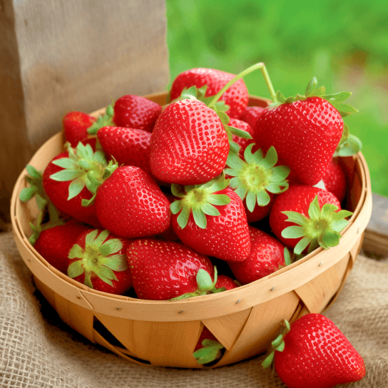 50 Ozark Beauty Strawberry Live Plants, Bare Root - Everbearing -  Indoor/Outdoor