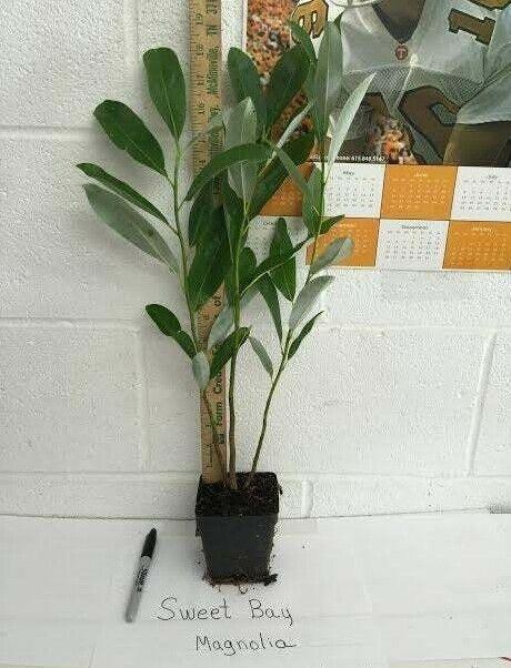 Sweetbay Magnolia Tree - 10-18" Tall Live Plant, Quart Pot - Magnolia virginiana - The Nursery Center