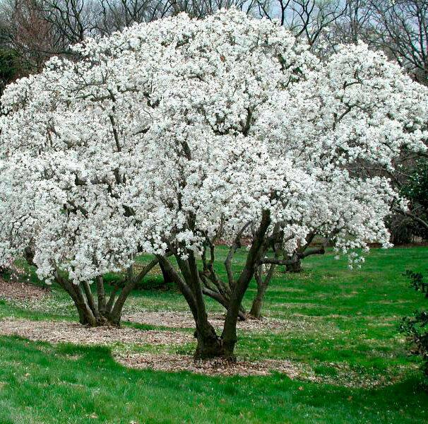 2 Star Magnolia Shrub/Trees - 6-12" Tall Live Plants - 3" Pots - Ships Potted - Magnolia stellata - The Nursery Center