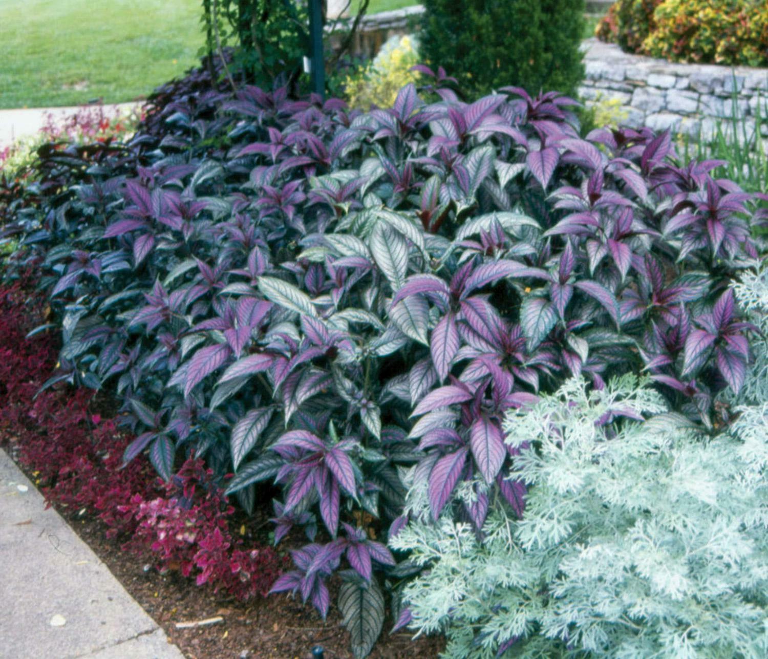 2 Royal Purple Persian Shield Plants - Live Seedlings - Strobilanthes