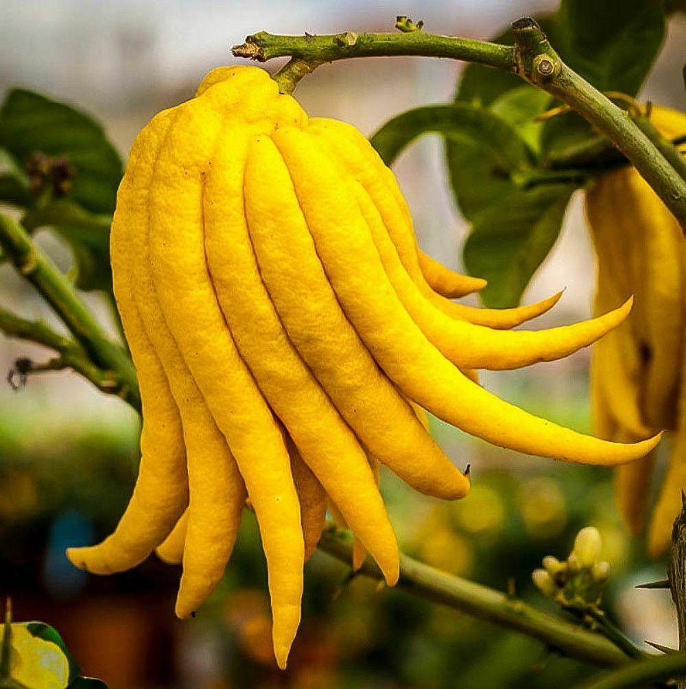 Dwarf Buddhas Hand (Fingered) Citron Tree, Gal Pot 26-30" Tall Live Citrus Plant - The Nursery Center