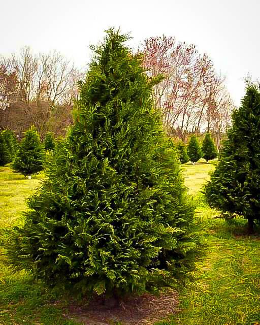 25 Murray Cypress Trees - 6-12" Tall Live Plants - 2.5" Pots - Christmas Trees - Murray x Cypress - The Nursery Center