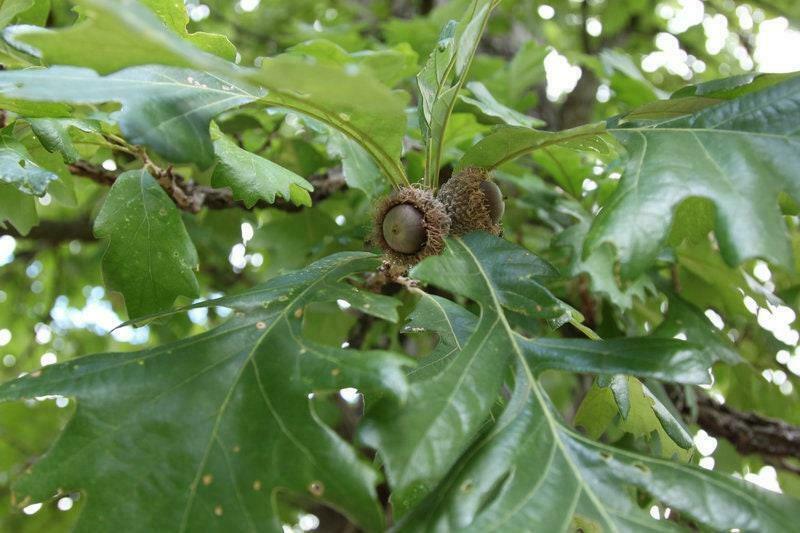 Bur Oak Tree (Burr Oak) - Live Plant - 24-36" Tall Seedling - Quercus macrocarpa - The Nursery Center