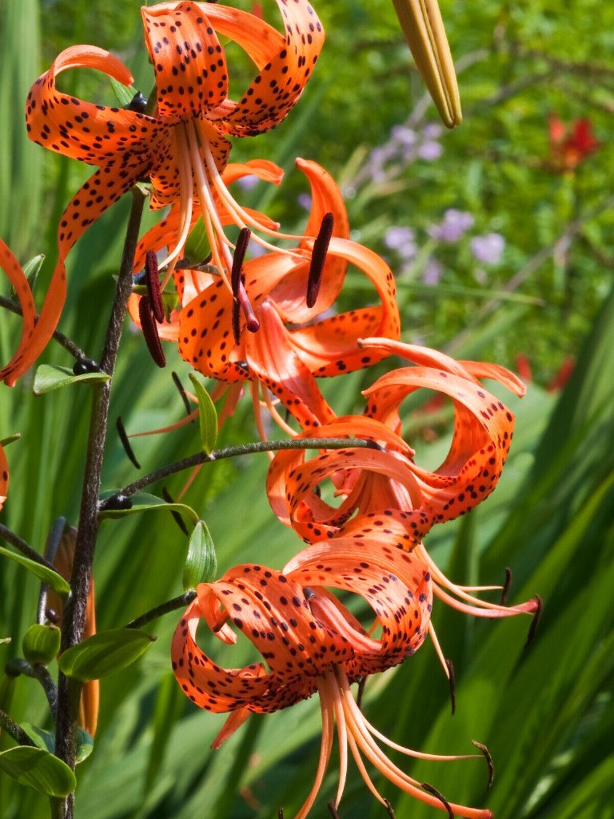 12 Turk's Cap Lily (American Tiger Lily) Mature Root Systems - Lilium superbum - The Nursery Center