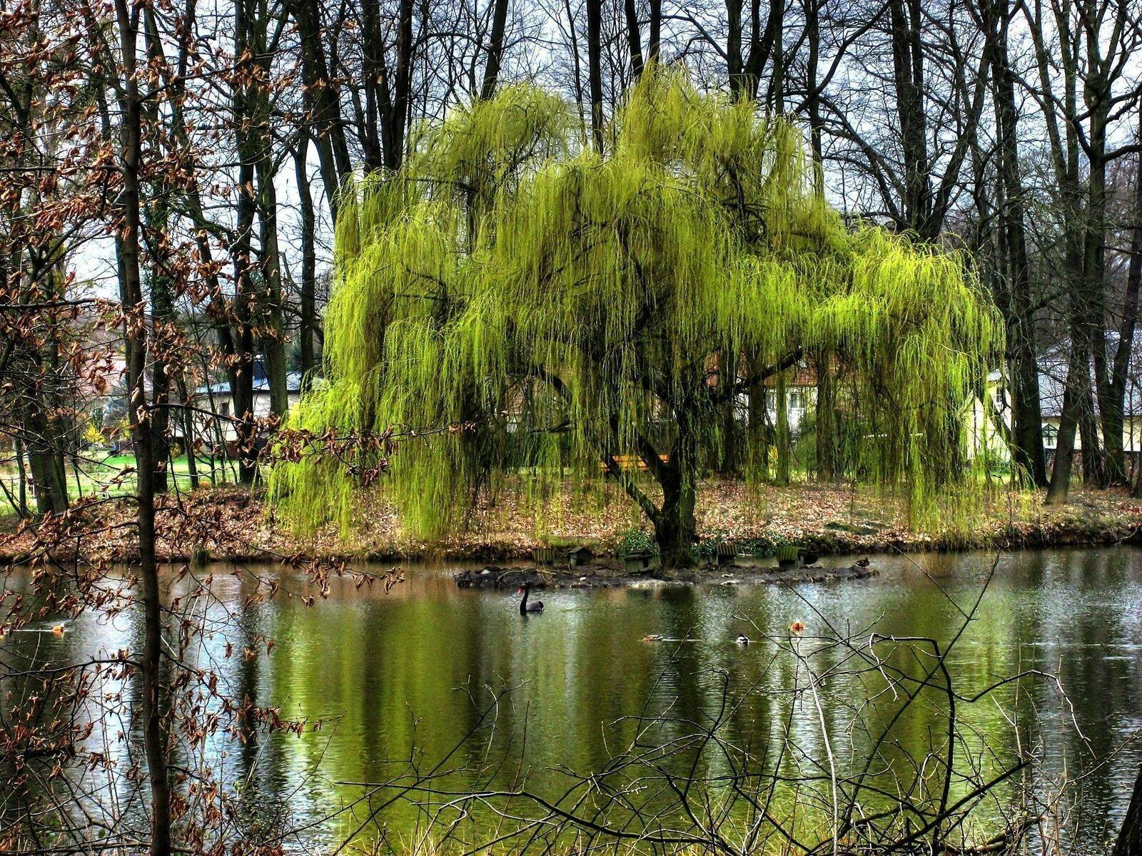 Weeping Willow Tree - 24-36" Tall - Live Plant - Bareroot - Salix babylonica - The Nursery Center