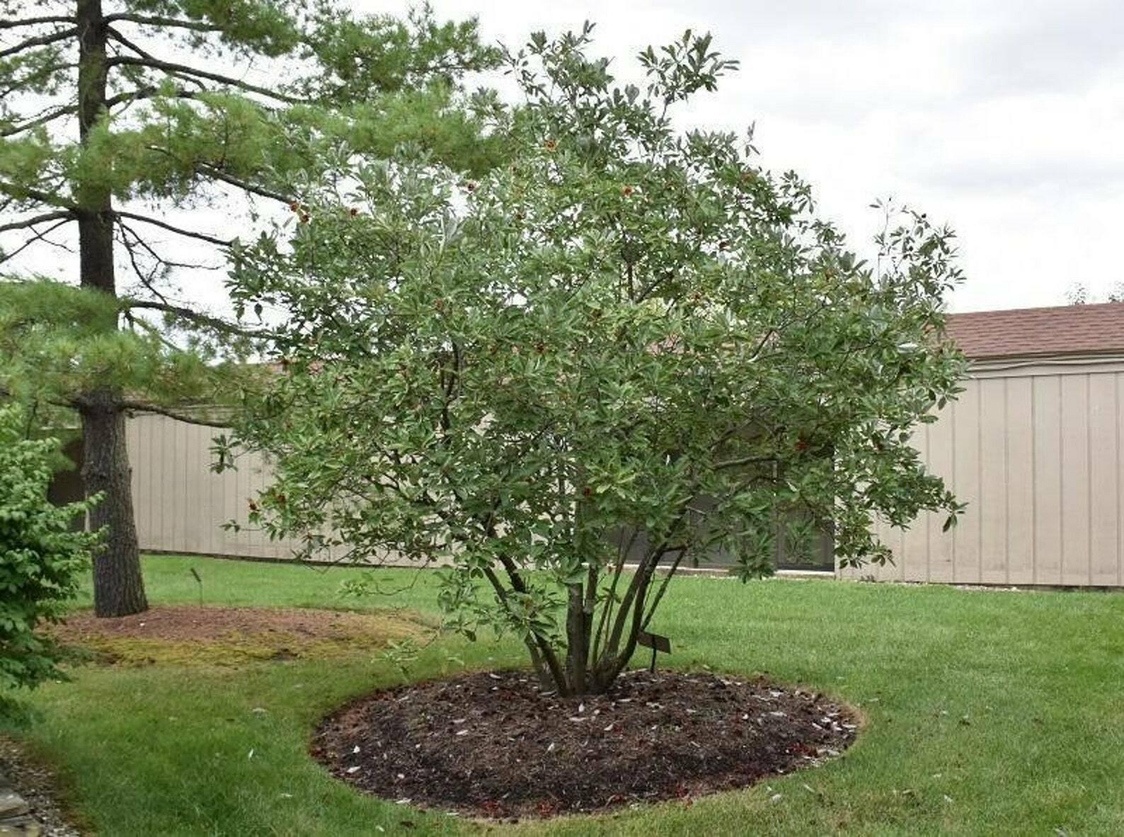 Sweetbay Magnolia Tree - 24-36" Tall Live Plant, Gallon Pot, Magnolia virginiana - The Nursery Center