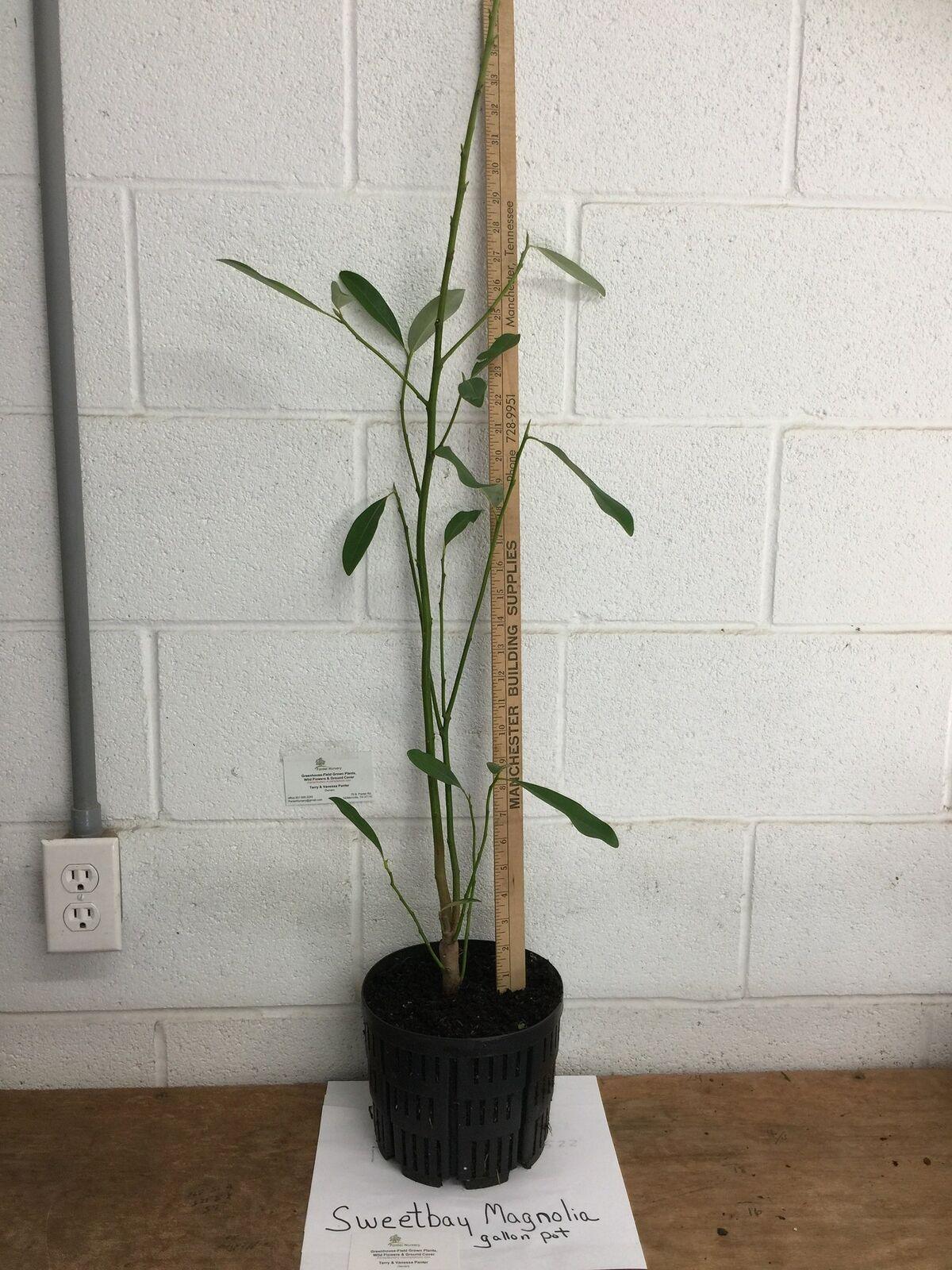 Sweetbay Magnolia Tree - 24-36" Tall Live Plant, Gallon Pot, Magnolia virginiana - The Nursery Center
