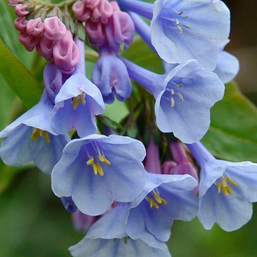 20 Virginia Bluebell Flowers/Roots - Blue Bell Plants - Mertensia virginica - The Nursery Center