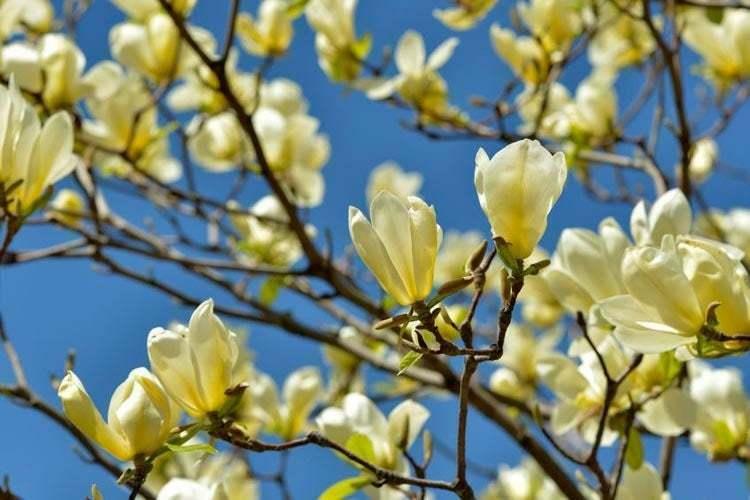 Yellow Bird Magnolia Tree/Shrub - 6-12 Tall Seedling - Live Plant - 2