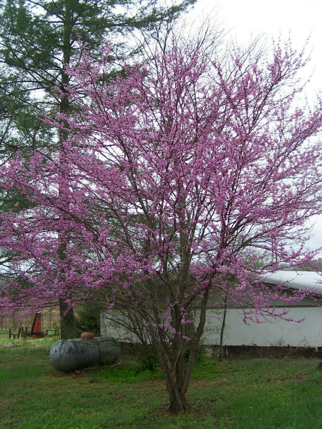 2 Eastern/American Redbud Trees - 12-18" Tall Seedlings - Live Plants - 4" Pots - Cercis Canadensis - The Nursery Center