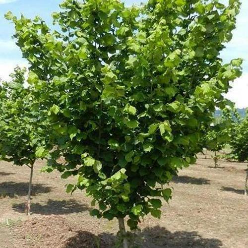 American Hazelnut Tree - 36" Tall Seedling - Live Plant - Bareroot - Outdoor - The Nursery Center
