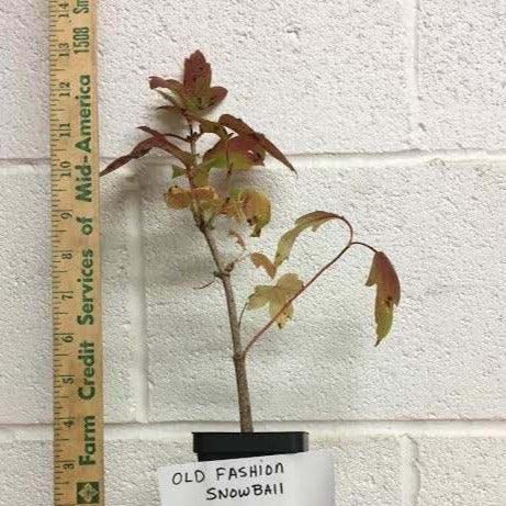 2 Old Fashioned Snowball Viburnum Shrubs/Bushes - 4-12" Tall Live Plants - 4" Pots - The Nursery Center