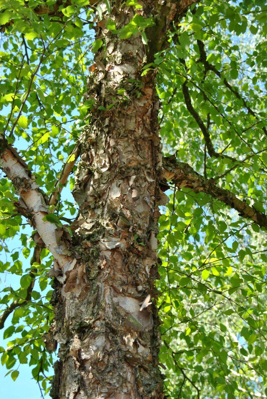 River Birch Single Stem Tree - 12-18" Tall Live Plant - Quart Pot - Betula nigra - The Nursery Center