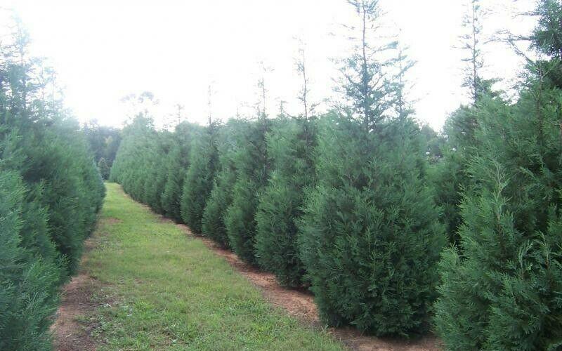 15 Murray Cypress Trees - 12" Tall - Live Plants - Bareroot - Christmas Trees - The Nursery Center