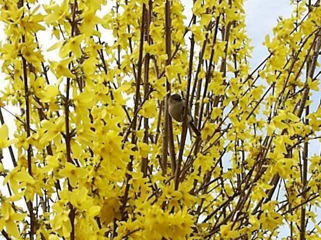 2 Forsythia Lynwood Gold Shrubs - Live Golden Bells Plants - 6-12" Tall - 4" Pot - The Nursery Center