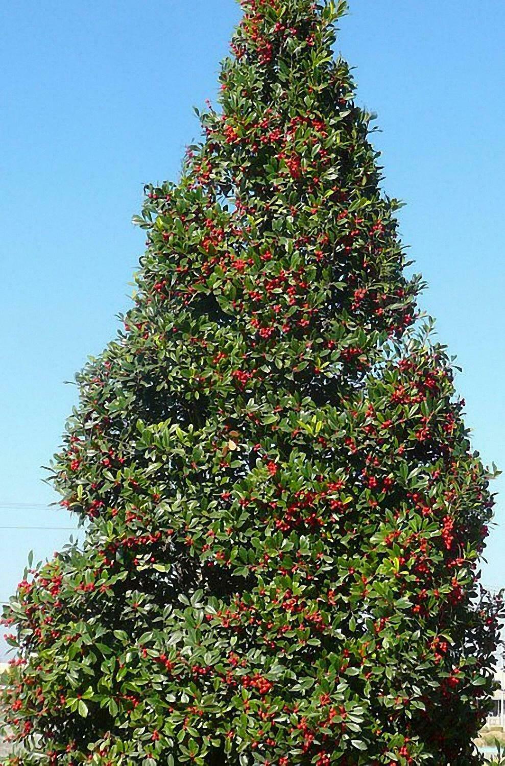 Foster Holly Shrub/Hedge - Live Potted Tree - 24-36" Tall Plant - Gallon Pot - The Nursery Center