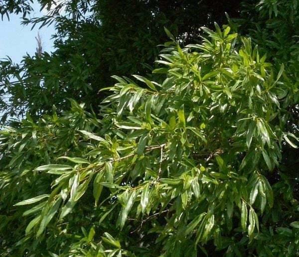 2 Willow Oak Trees - 12-18" Tall Live Plants - 4" Pots - Quercus phellos - The Nursery Center
