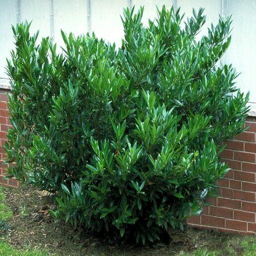 Schip Cherry Laurel Shrub/Bush - 6-10" Tall Live Plant - 2.5" Pot - Prunus Laurocerasus Schipkaensis - The Nursery Center