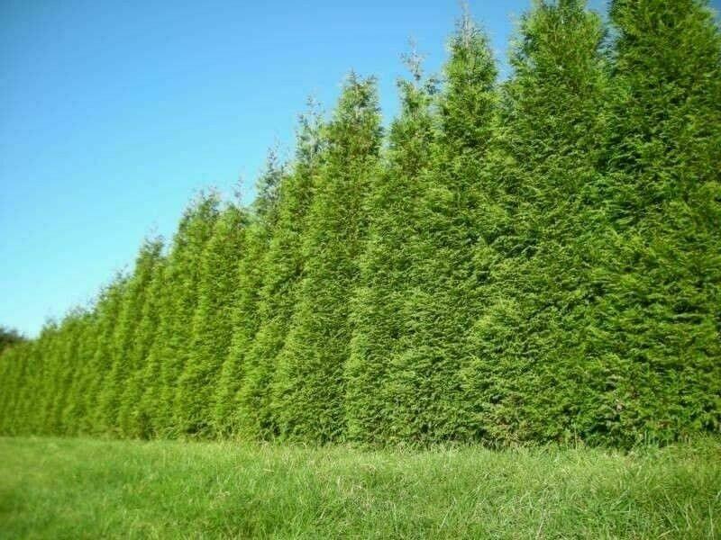 15 Thuja Green Giant Arborvitae Trees/Shrubs - 6-12" Tall Seedlings - Live Plants - 2.5" Pots - The Nursery Center
