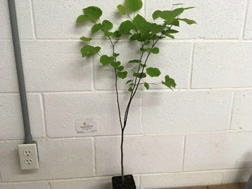 Eastern Redbud Tree - Live Plant - 18-24