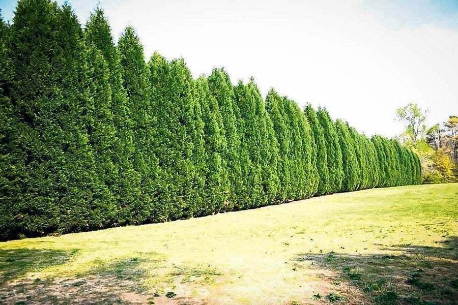 50 Leyland Cypress Trees - 8-14" Tall Seedlings - Live Plants - 2.5" Pots - The Nursery Center