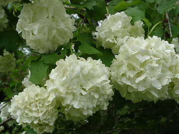 2 Old Fashioned Snowball Viburnum Shrubs/Bushes - 4-12" Tall Live Plants - 4" Pots - The Nursery Center