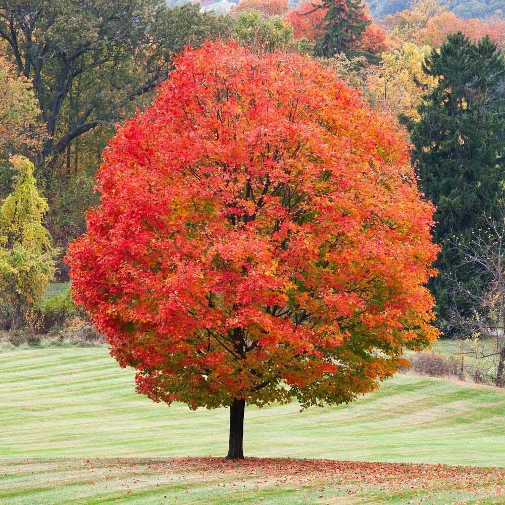Sugar Maple Tree - 18-28" Tall - Gallon Pot - Live Plant- Potted - Acer saccharum - The Nursery Center