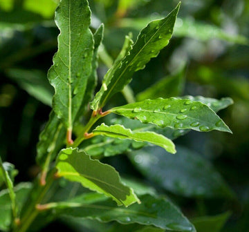 6 Bay Leaf Trees - 3