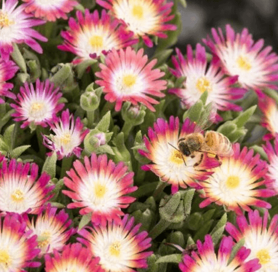 3 Jewel of Desert Ruby Ice Plants - Live Flowers - 3.5" Pots - Delosperma - The Nursery Center