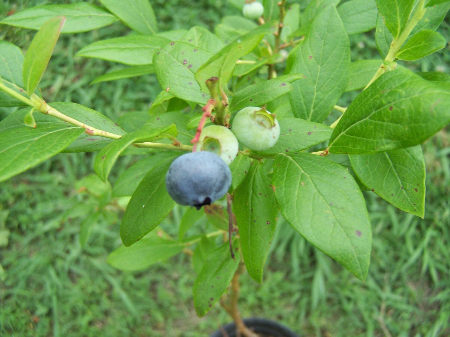 2 Duke Blueberry Bushes/Shrubs - 18-24" Tall - 3 Year Old Live Plants - The Nursery Center