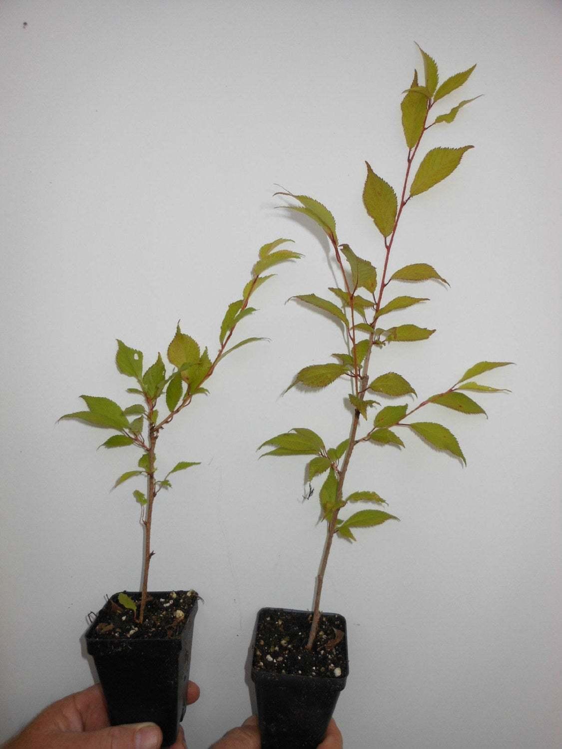 2 Okame Flowering Cherry Trees - Live Plants - 6-12" Tall Seedlings - 3" Pots - The Nursery Center