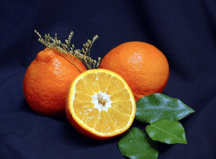 Sugar Belle Orange/Tangerine Tree - 26-30" Live Citrus Plant - Mandarin Hybrid - The Nursery Center