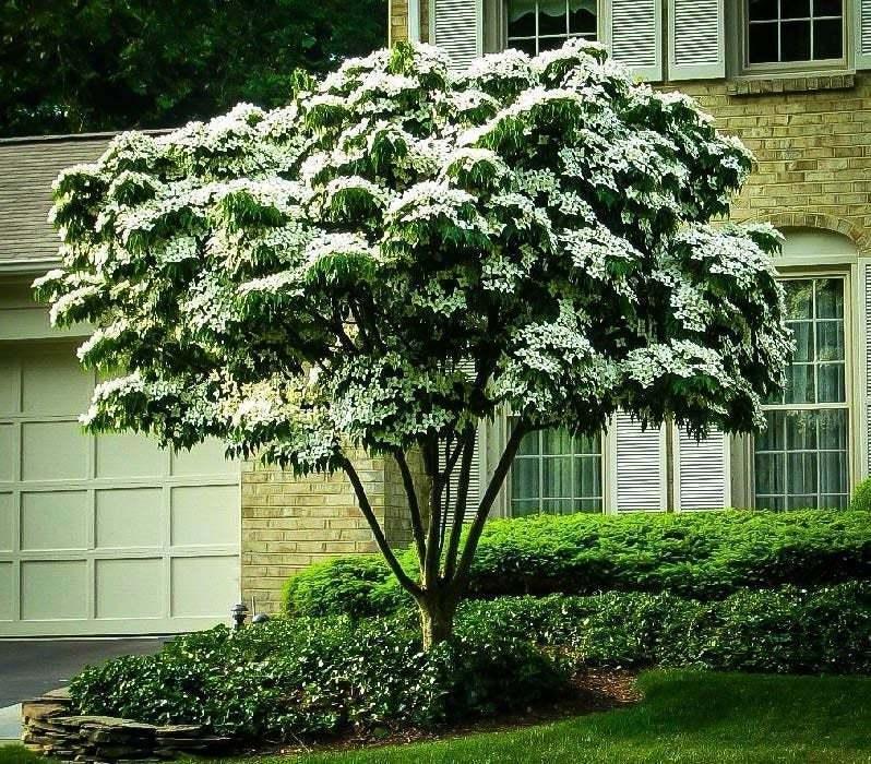 Kousa Japanese Dogwood Tree - 24-36 Kousa Japanese Dogwood Tree - 24-36