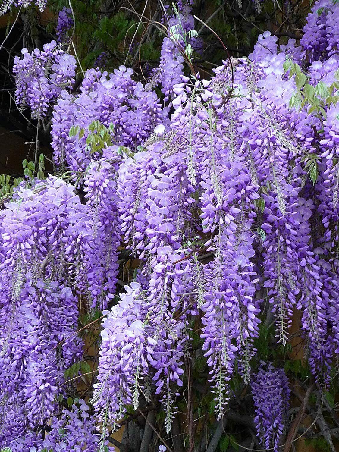purple lavendoo  Wisteria plant, Wisteria tree, Ornamental plants
