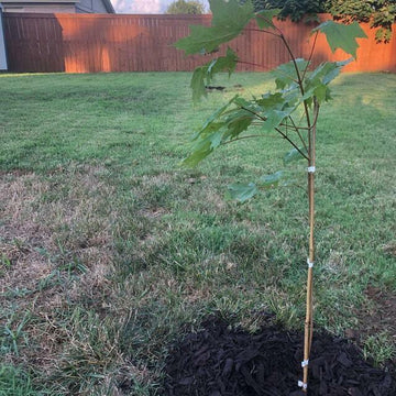 Sugar Maple Tree - 18-28