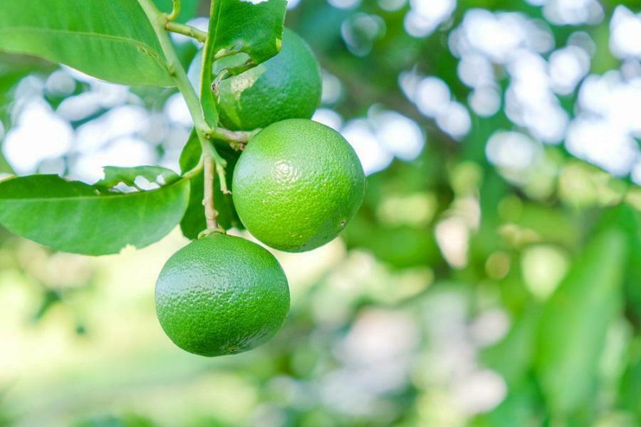 Dwarf Mexican Key Lime Tree - Live Citrus Plant - 26-30" Tall - 1 Gallon Pot - The Nursery Center