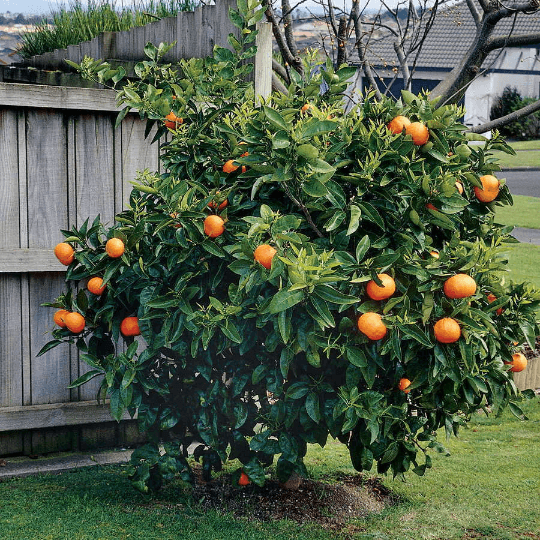 Washington Navel Orange Tree - 26-30" Tall - Live Citrus Plant - 1 Gallon Pot - The Nursery Center