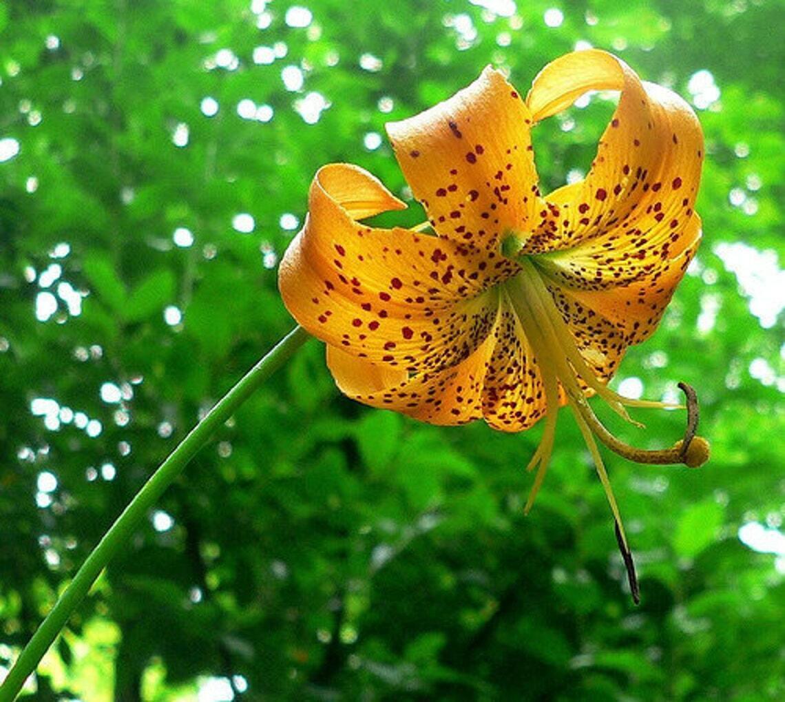 12 Turk's Cap Lily (American Tiger Lily) Mature Root Systems - Lilium superbum - The Nursery Center