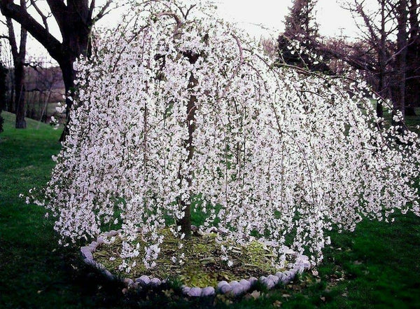 dwarf snow fountain weeping cherry tree