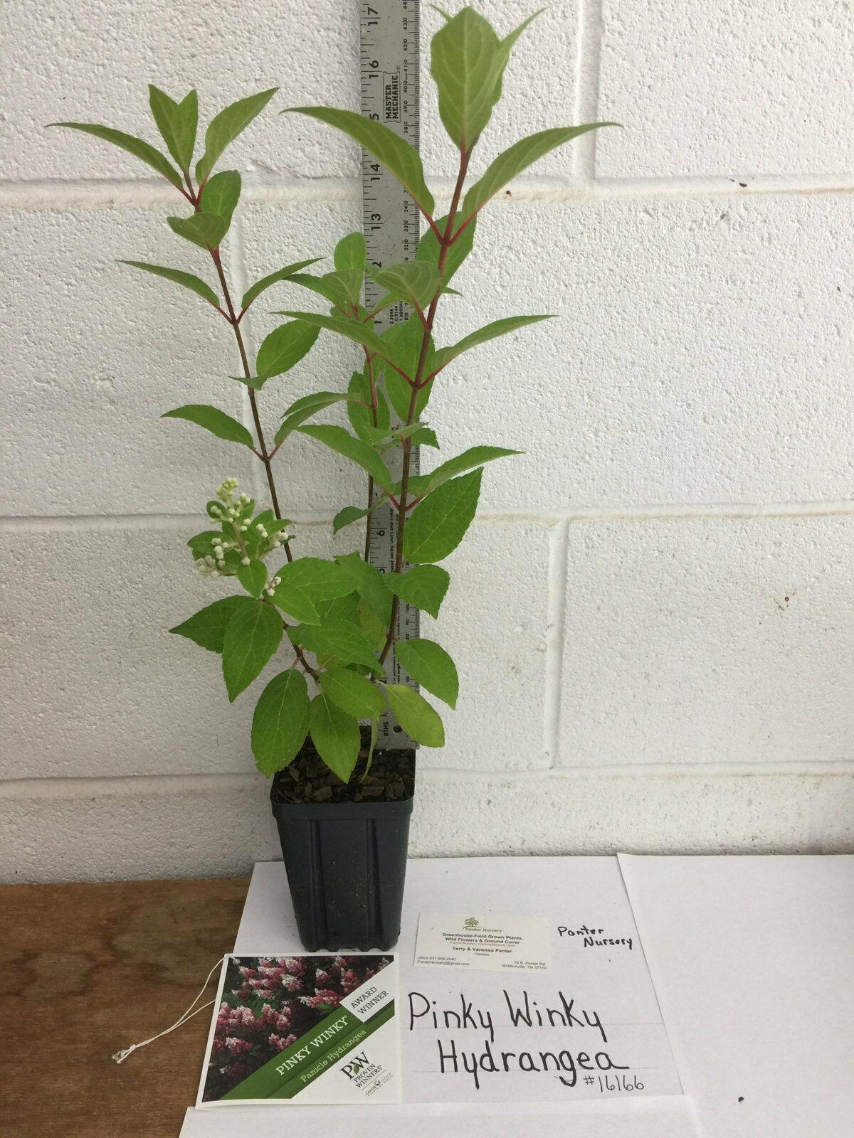 Pinky Winky Hydrangea Shrub/Bush - Live Plant - 6-12" Tall, Quart Pot - PP#16166 - The Nursery Center