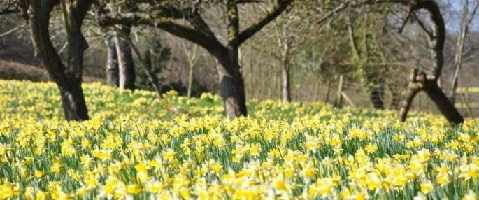25 Wild Daffodil Bulbs - Buttercup - Lent Lily - (Narcissus Pseudonarcissus) - The Nursery Center